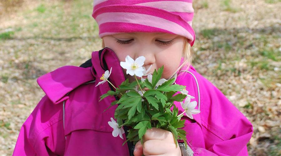 Flicka i rosa jacka luktar på en bukett vitsippor.